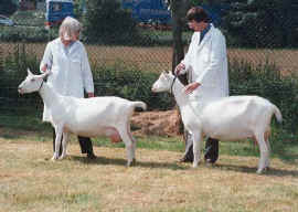 Toddbrook Missmollie and Toddbrook Marakesh