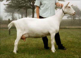 Toddbrook Missnatali