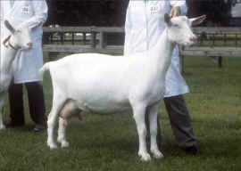 Toddbrook Riodjaniro