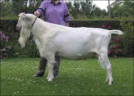 Toddbrook Talahatche