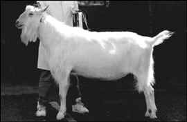 Toddbrook Tallahasee.