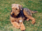 Hutch